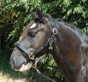 Windsor Equestrian Leather Headcollar